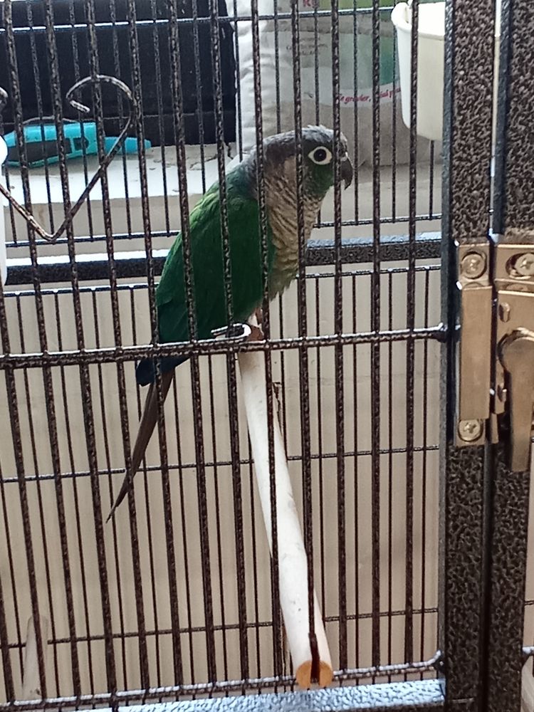 Grande perruches 100 02300 Marest-dampcourt