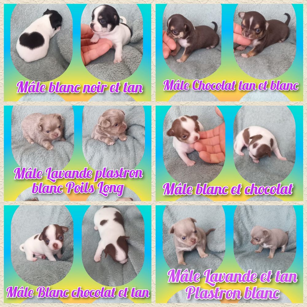 Chiot chihuahua poil court et long  950 27140 Gisors