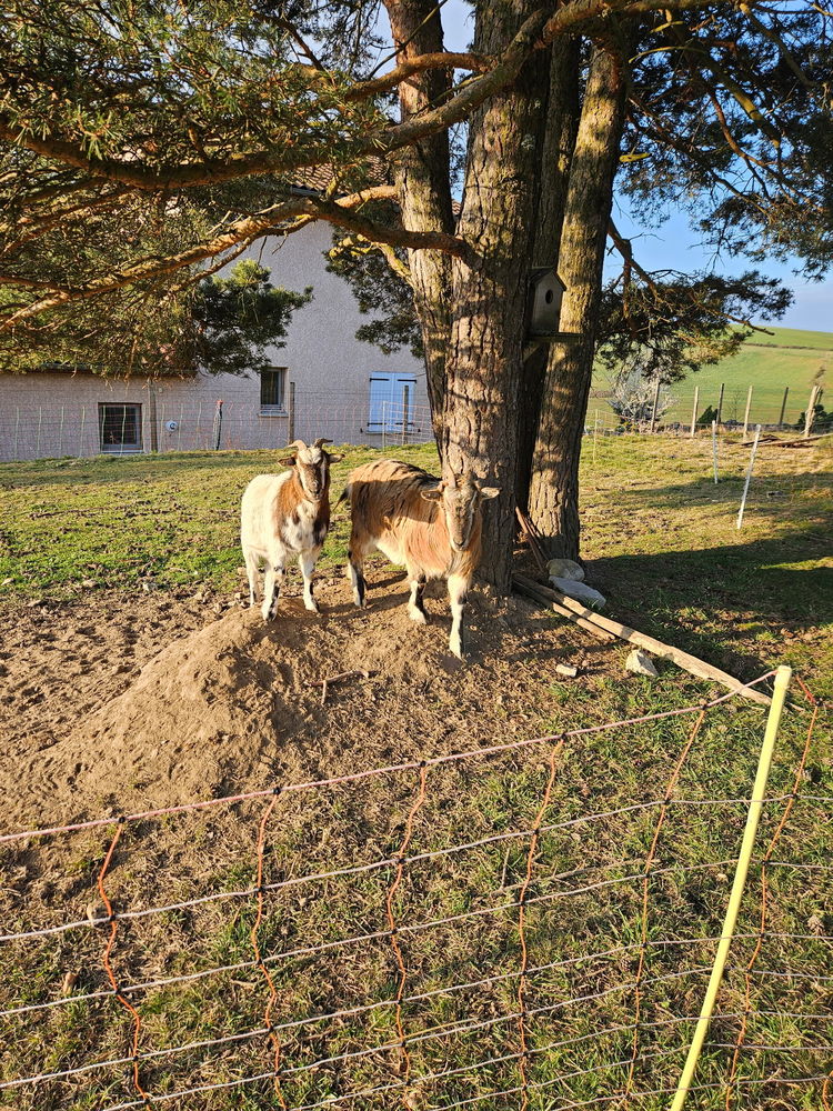 Boucs nain castr&eacute;s 100 43170 Saugues