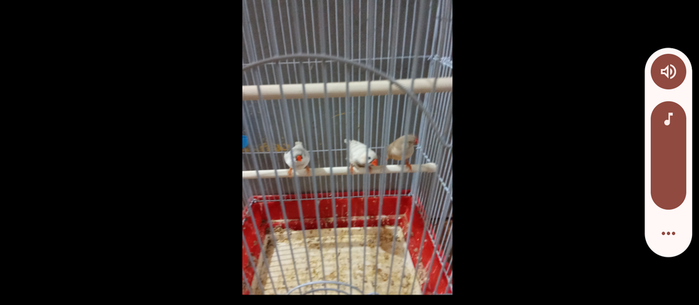 J'ai lot de 3 mandarins a 35� 35 75019 Paris