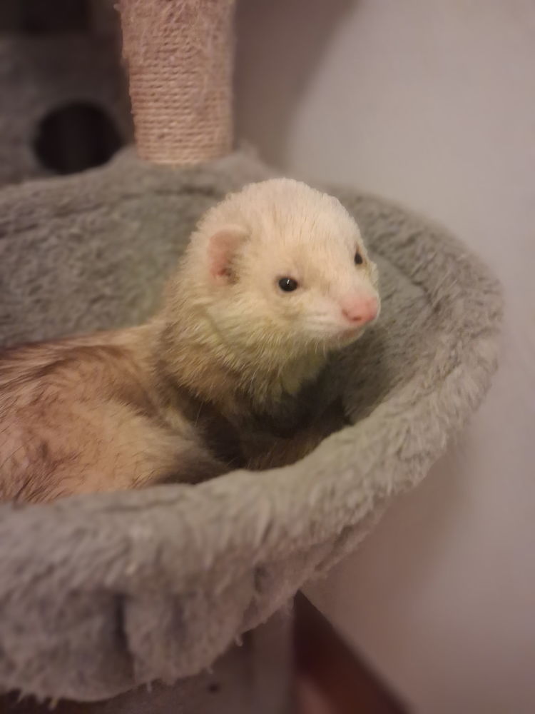 Don furet 0 71150 Fontaines