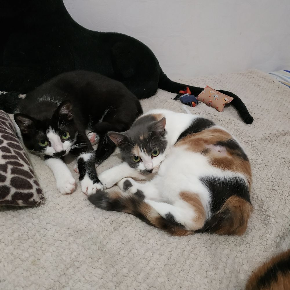 2 jolis chatons 0 42000 Saint-�tienne