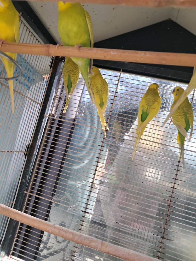 PERUCHES 0 31370 B�rat