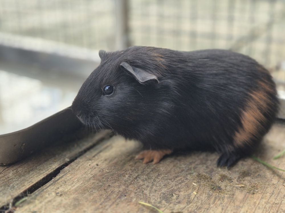 B&eacute;b&eacute;s cochons d'inde (2 soeurs) 20 61360 Saint-jouin-de-blavou