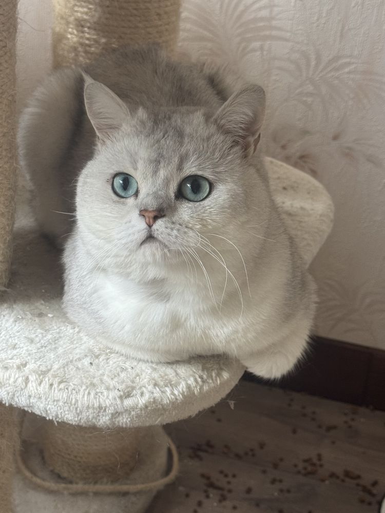 M&acirc;le  British Shorthair de 16 mois 860 80000 Amiens