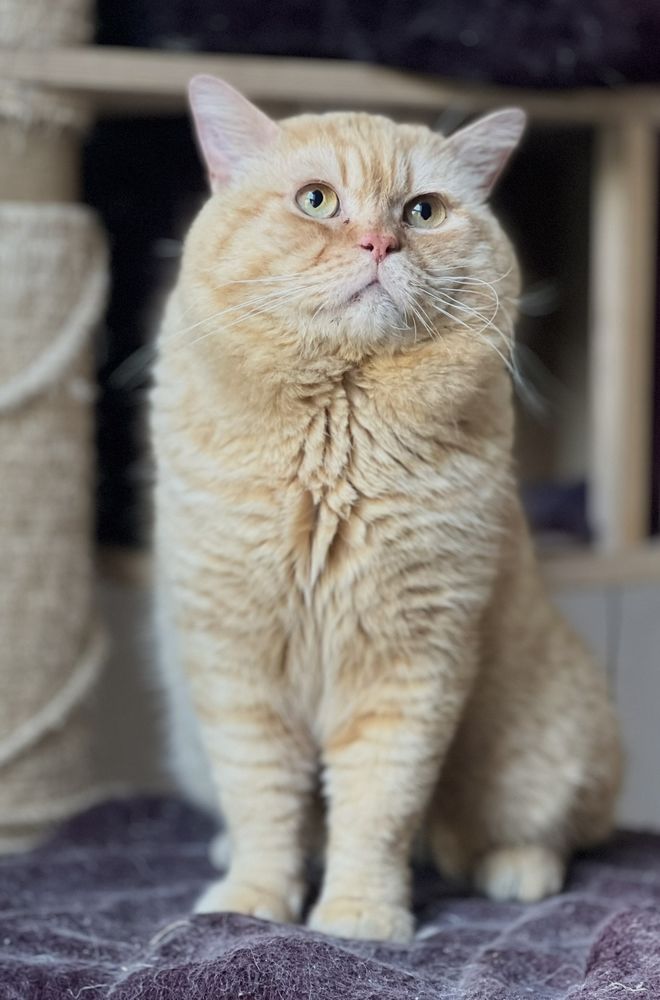 British Shorthair adulte 380 80000 Amiens