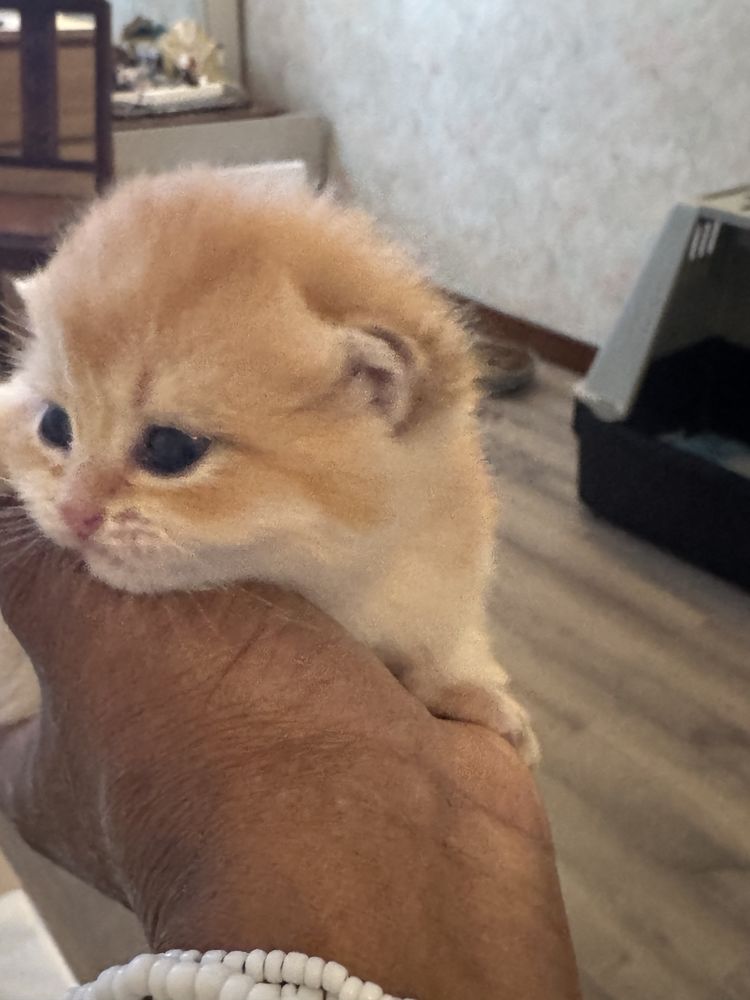 Chatons British Shorthair et longhair 1160 80000 Amiens