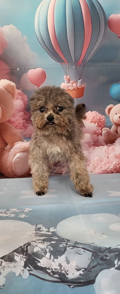 M&acirc;le caniche teacup gris 3500 86430 Luchapt