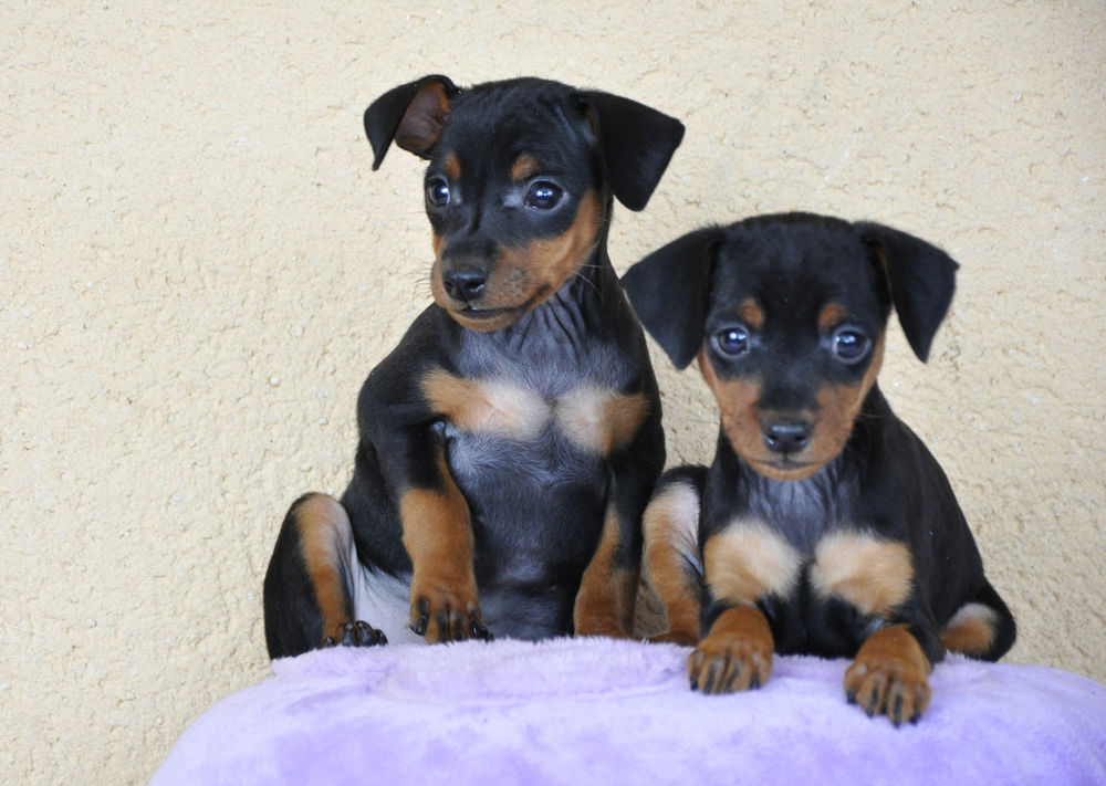 Adorables chiots pinschers nains LOF 1500 78970 M�zi�res-sur-seine
