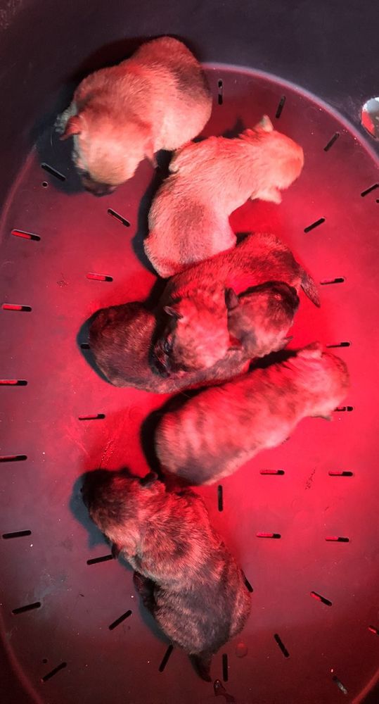 Chiots Cairn Terrier 1300 56130 P�aule