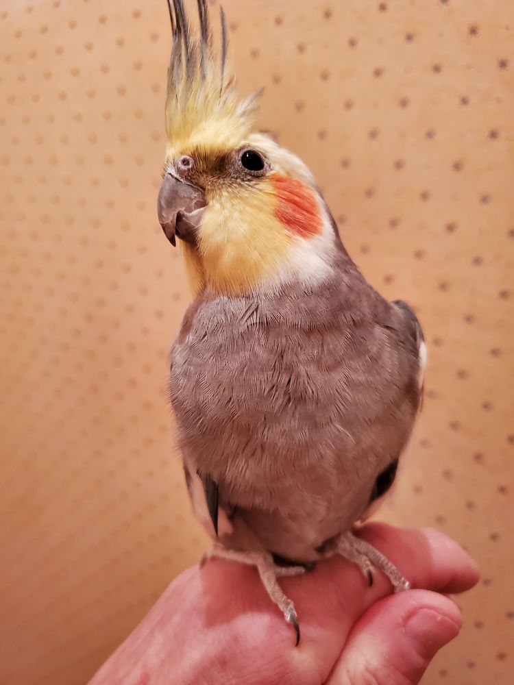 Perruches calopsittes eam 200 77340 Pontault-combault