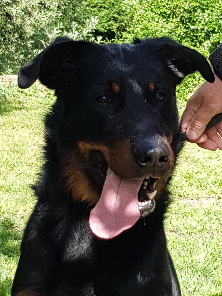 chiots beauceron Lof 990 38370 Saint-clair-du-rh�ne