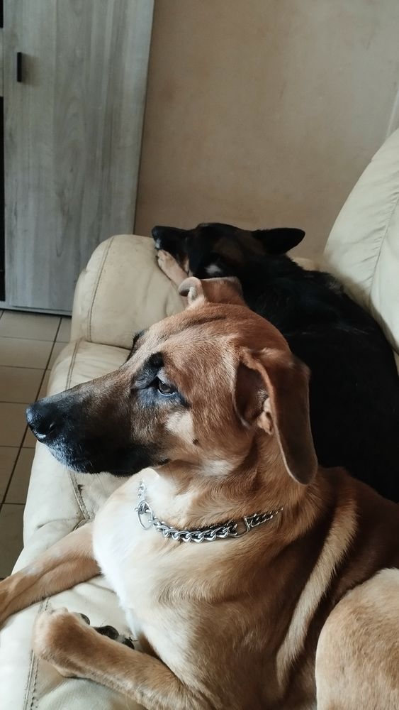 Don de chiots 0 59500 Douai