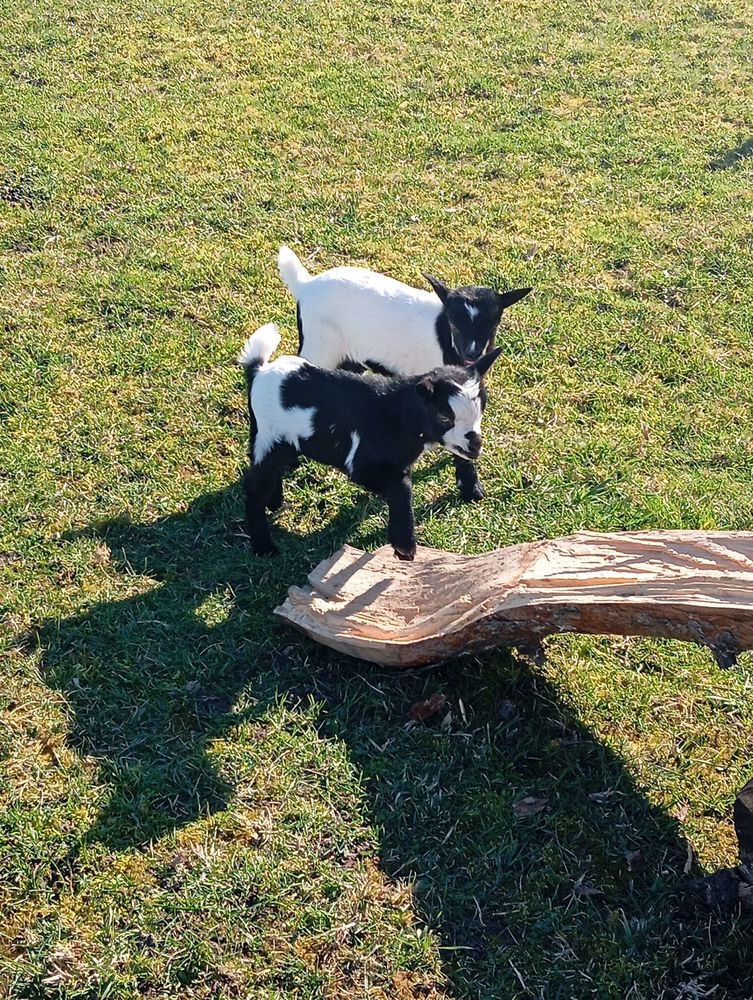 ch&egrave;vres naines 150 03800 Saint-bonnet-de-rochefort