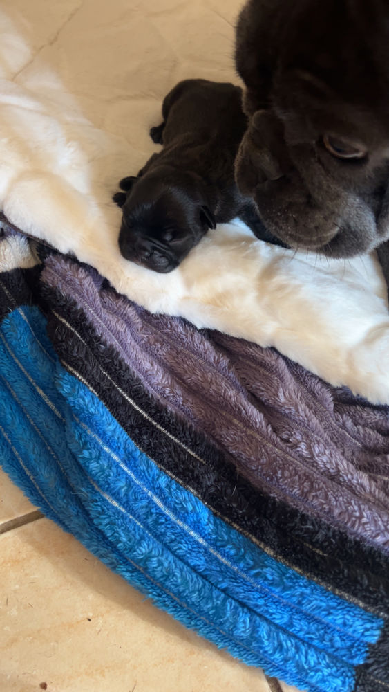 Bouldogues Francais 1250 50800 Sainte-c�cile