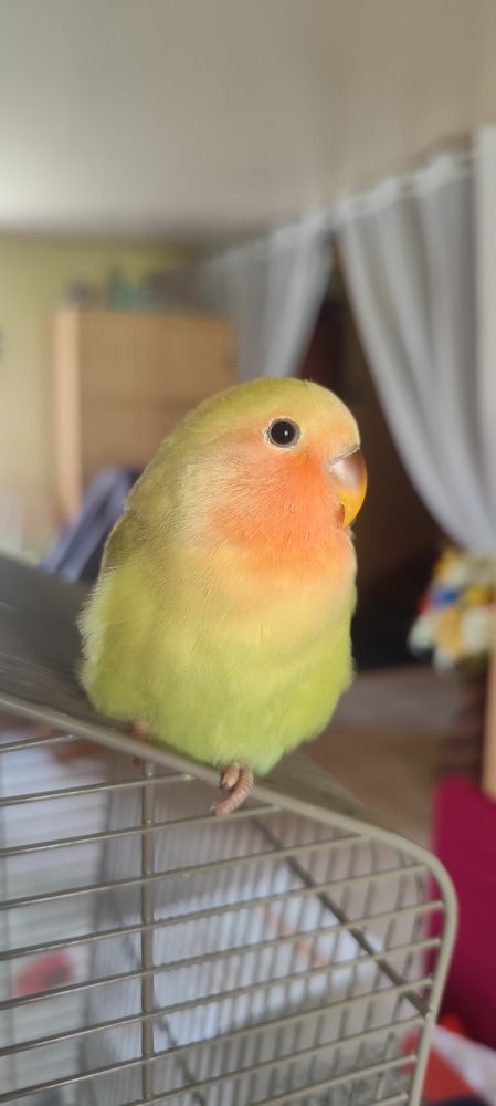 2 jeune femelle inseparable roseicollis EAM 70 95190 Goussainville