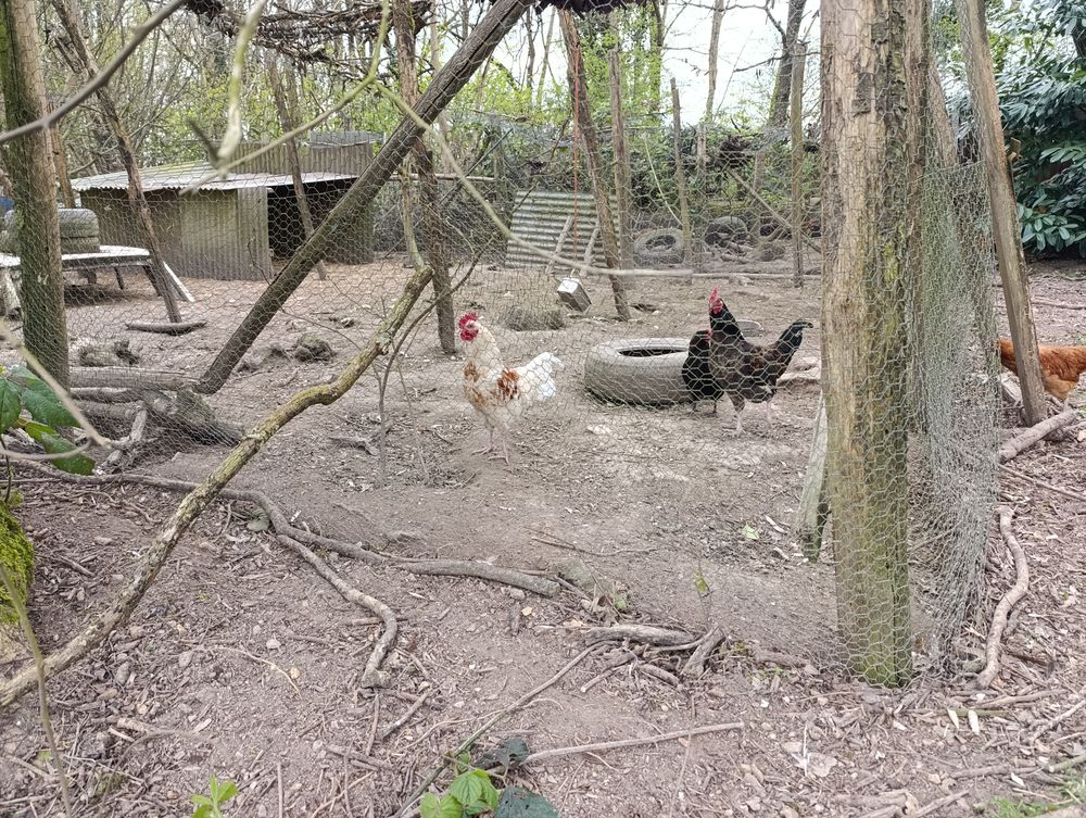 Coq 8 41270 Fontaine-raoul