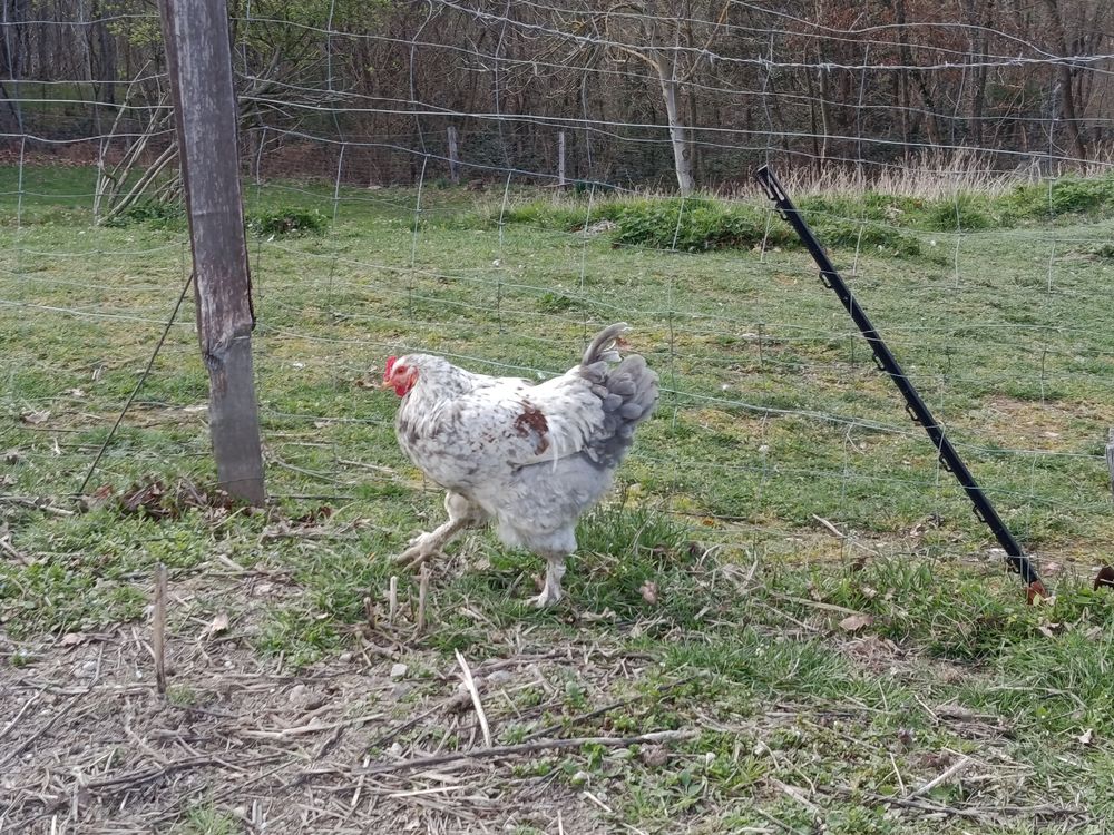 Coqs 15 63120 Sermentizon