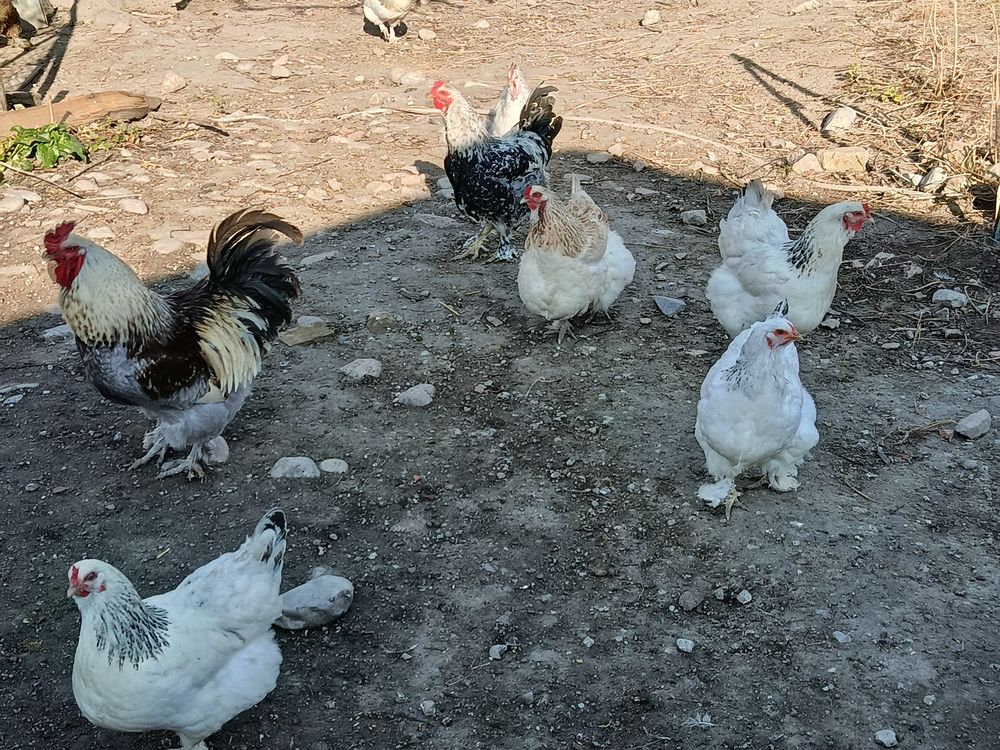 Oeufs f&eacute;cond&eacute;s 1 63120 Sermentizon