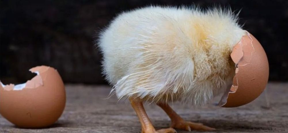 Oeuf f&eacute;cond&eacute; 0 77260 La fert�-sous-jouarre