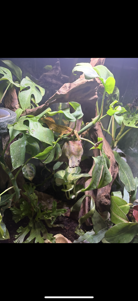 Gecko &agrave; cr&ecirc;te et terrarium 50 39000 Lons-le-saunier