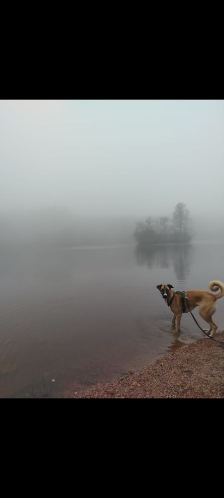 Viksy &agrave; adopter 0 61320 Carrouges