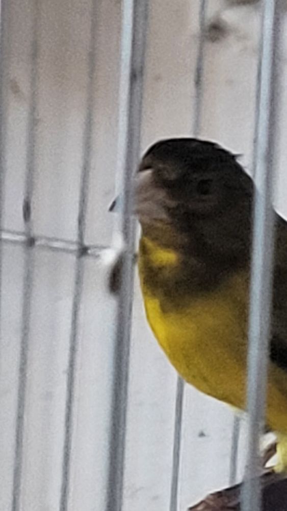 canaris f1 vert 40 38400 Saint-martin-d'h�res