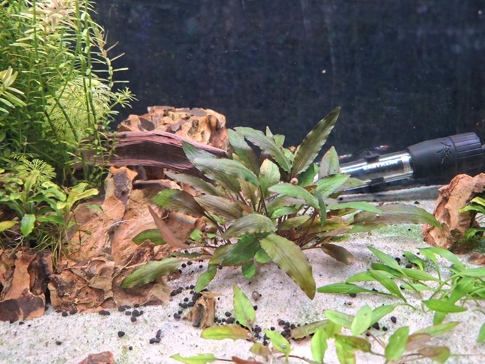 Lot de plantes pour aquarium 20 94120 Fontenay-sous-bois