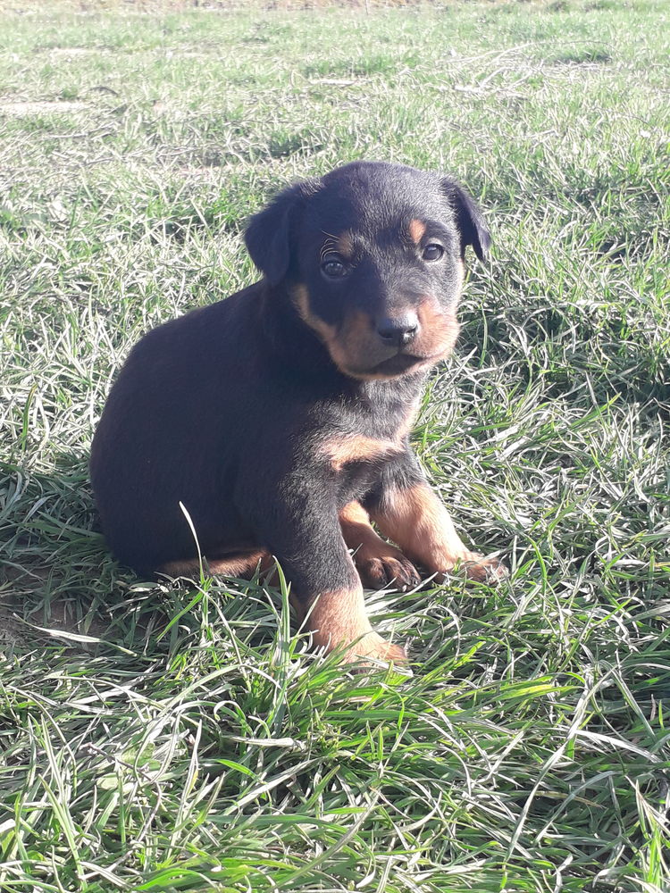Chiots Beauceron 500 70120 La quarte