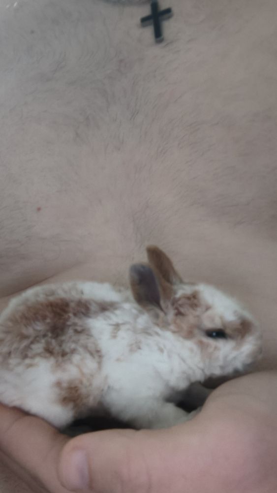 Lapin  nain 0 69003 Lyon