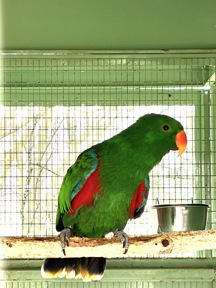 M&acirc;le perroquet Eclectus 800 77370 La chapelle-rablais