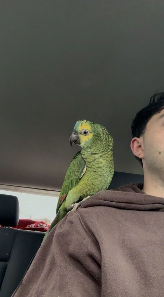 Amazone &agrave; front bleue 900 31600 Muret