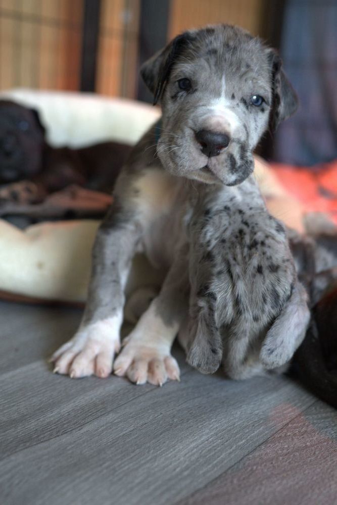 Port&eacute;e de 13 chiots Dogues Allemands LOF 2200 54800 Mars-la-tour