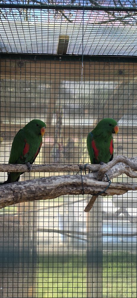 Eclectus 600 68510 Rantzwiller
