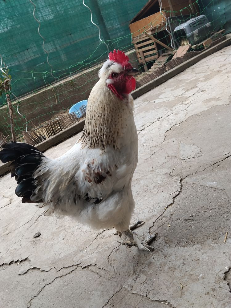 Coq brahma 15 11000 Carcassonne