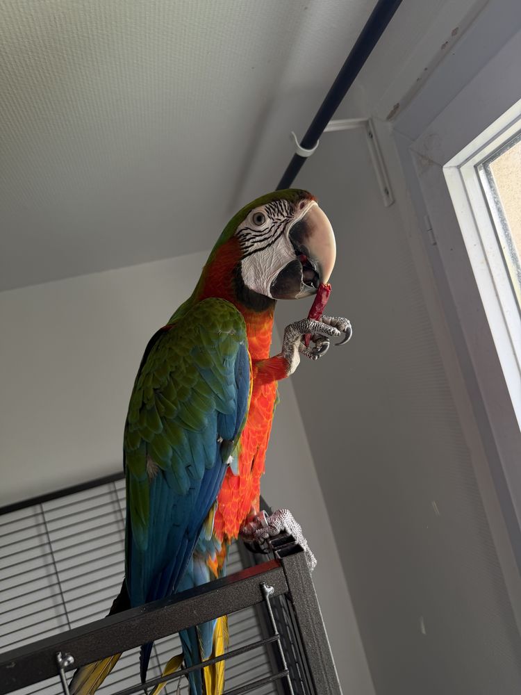 Perroquet ara 2600 94240 L'ha�-les-roses