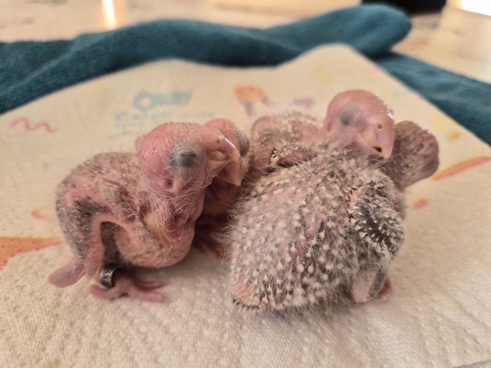 conures moulinae Mars 2026 110 80500 Fescamps