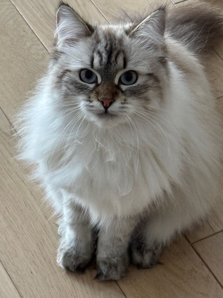 Alicia, femelle 10 mois (Sib&eacute;rien LOOF) &agrave; l'adoption 1350 75005 Paris