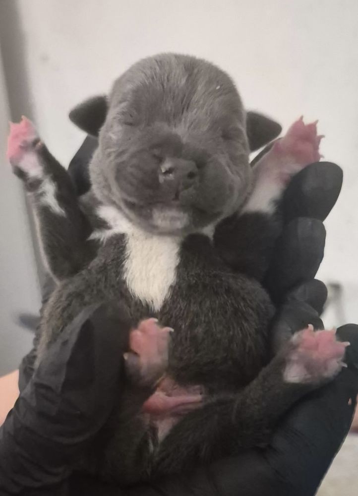 Staffie 1800 51310 Esternay