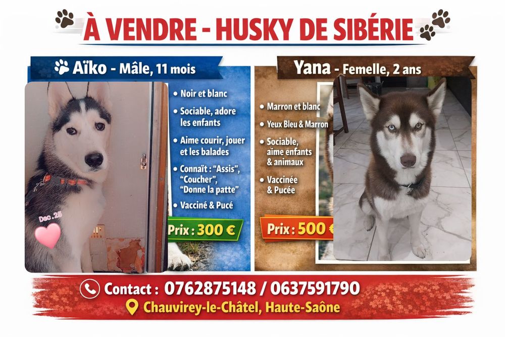Husky de siberie 500 70500 Chauvirey-le-ch�tel