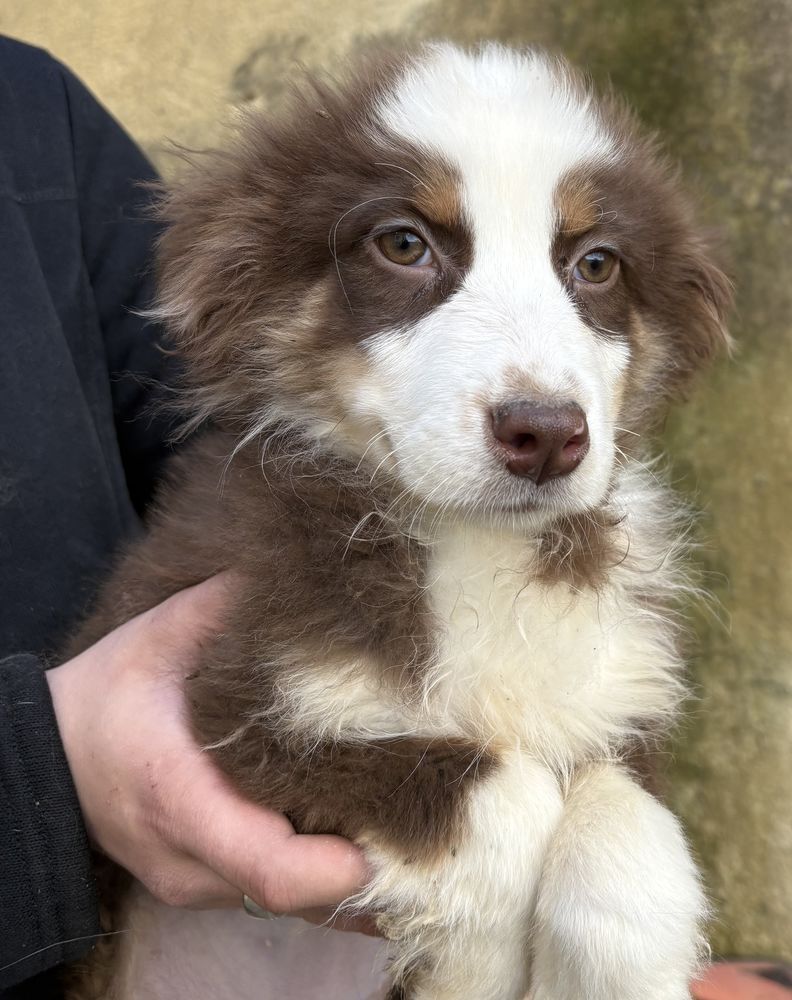 Chiot berger australien femelle 300 28400 Nogent-le-rotrou