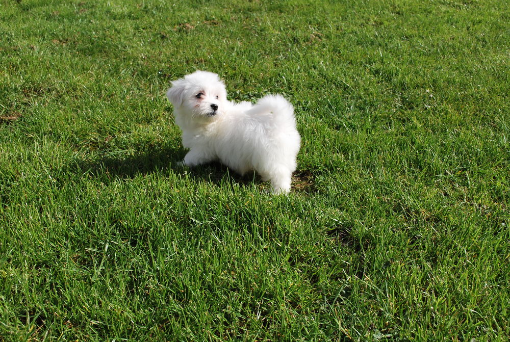 BICHON MALTAIS 750 80170 Rosi�res-en-santerre