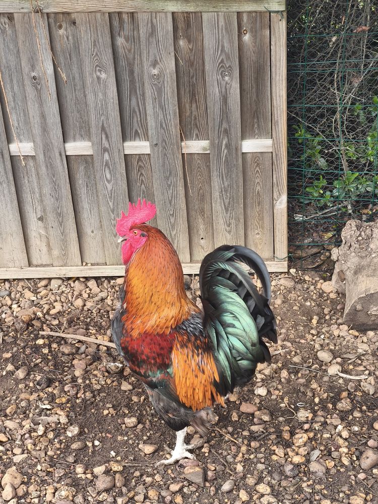 Tr&egrave;s beau coq belles couleurs 15 30600 Vauvert