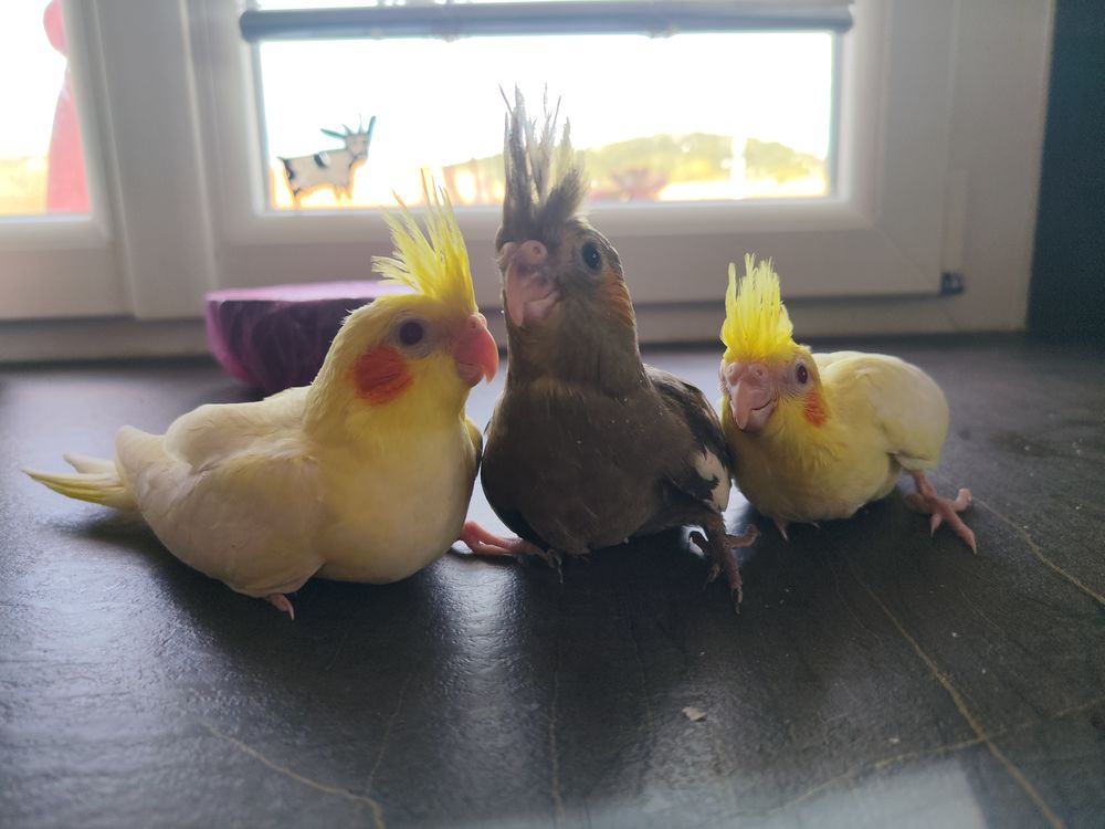 Calopsitte EAM femelles 130 83340 Le luc