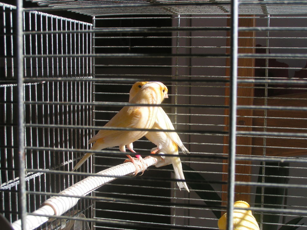 Couple de canaris . 35 39250 Mi�ges