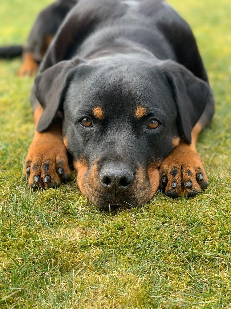 Donne jeune femelle rottweiler contre bons soins 0 35580 Guignen