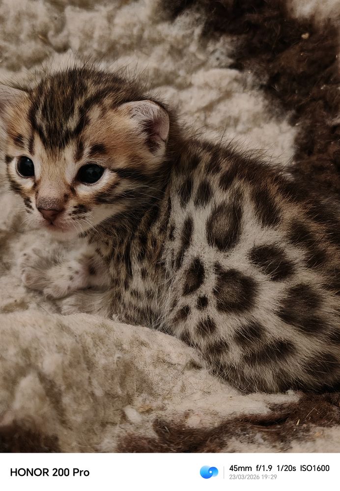 Magnifique chaton Bengal rosettes paw print  1500 47420 Allons