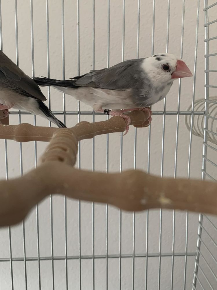 Paddas 25 60700 Pont-sainte-maxence