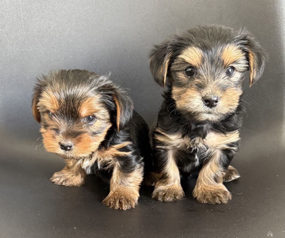 YORKSHIRE TERRIER 0 13320 Bouc-bel-air