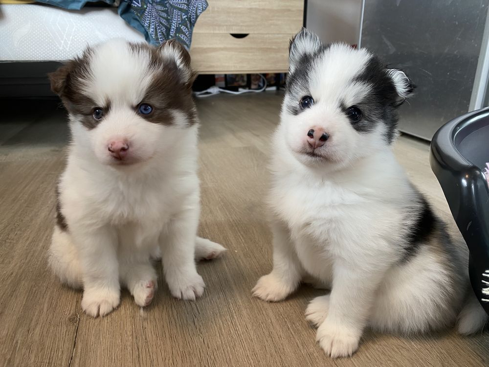 &Agrave; r&eacute;server ? Chiots type Husky nain / Spitz (type Pomsky) 2200 73400 Marthod